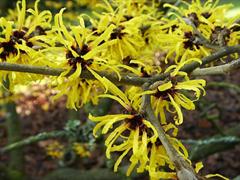 Nargil_Hamamelis Mollis